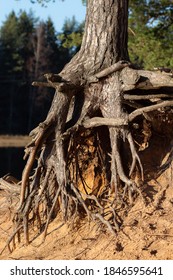 Exposed Pine Roots On A Sandy Shore In Sunny Weather. Landscape Of The Leningrad Region. Beautiful Strong Tree Roots.