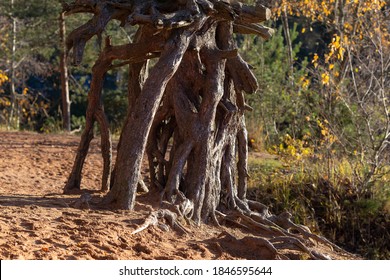 Exposed Pine Roots On A Sandy Shore In Sunny Weather. Landscape Of The Leningrad Region. Beautiful Strong Tree Roots.