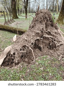 Exposed root system after tree fal