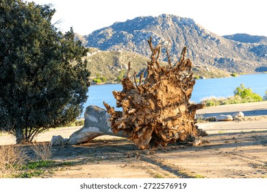 Exposed root system of a large fallen tree lies on dry ground, contrasting with the tranquil blue water of Lake Perris and rugged mountains.