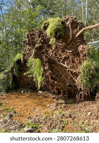 Exposed Root System of Large Uprooted Tree After Hurricane