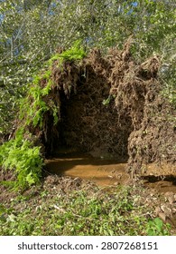 Exposed Root System of Uprooted Tree After Hurricane Damage