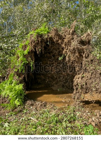 Exposed Root System of Uprooted Tree After Hurricane Damage