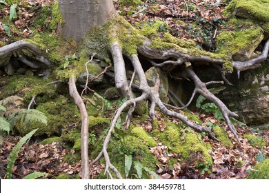 Exposed Root Images Stock Photos Vectors Shutterstock