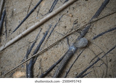 Exposed roots of an old tree, creating a fairytale atmosphere, surrounded by tall trees - Powered by Shutterstock