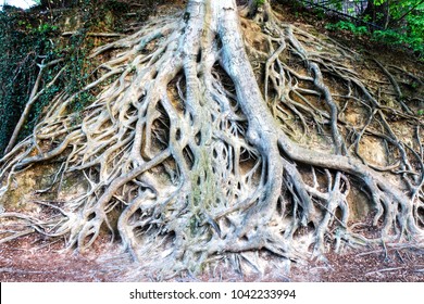 Exposed roots of this large tree are popular landmark in Greenville downtown Falls park on the Reedy in South Carolina