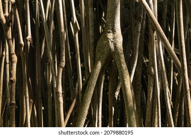 exposed roots of tropical tree. Long roots of Pandanus utilis and pandanus tectorius. Roots of mangroves for use as textured  background

