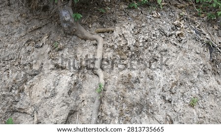 Exposed tree roots clinging to an eroded dirt cliffside during dry season