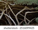 Exposed tree roots. Intertwined tree branches in the forest.