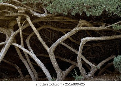 Exposed tree roots. Intertwined tree branches in the forest. - Powered by Shutterstock