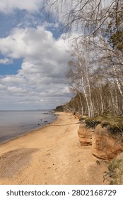 Exposed Tree Roots on an Eroded Coastal Cliff Above a Sandy Beach