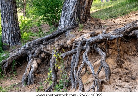 Exposed tree roots on eroded forest slope with pine trees and dry soil in natural woodland setting