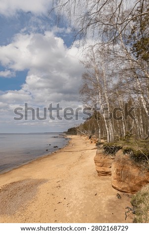 Exposed Tree Roots on an Eroded Coastal Cliff Above a Sandy Beach
