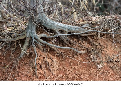 Underground Root Images, Stock Photos & Vectors | Shutterstock