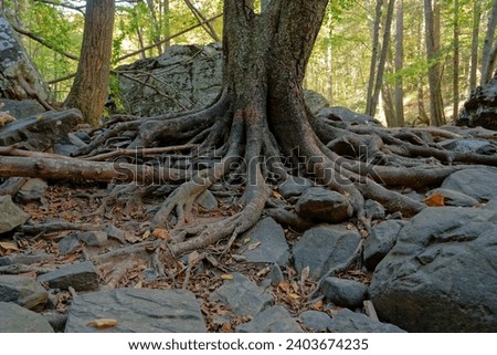 Exposed tree roots spreading over the rocks and boulders erosion from a drought where there once was covered by soil in the water closeup view of the base of the tree