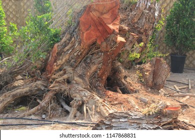 The Exposed Trunk Of A Broken Tree Caused By Storm Damage Symbolising Storms, Volatile Weather And Damage From Natural Causes