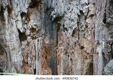 Exposed Wood In A Tree In Olmsted Park, Which Is Part Of The Emerald Necklace, Boston MA