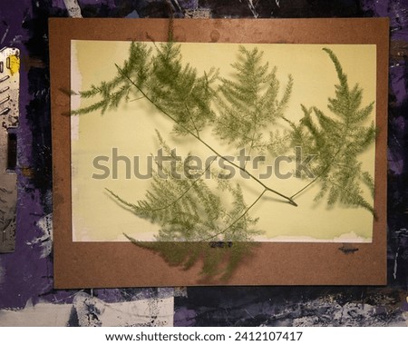 Exposing plant leaves on light sensitive Cyanotype coated paper to sunlight.
