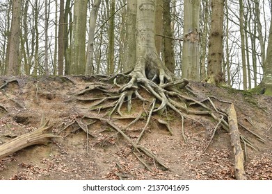 exposing root system of tree in forest