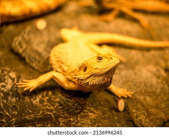 Exposition Of Iguana Chameleon Stuffed In Shanghai Science Museum