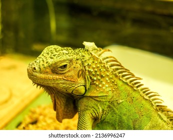 Exposition Of Iguana Chameleon Stuffed In Shanghai Science Museum