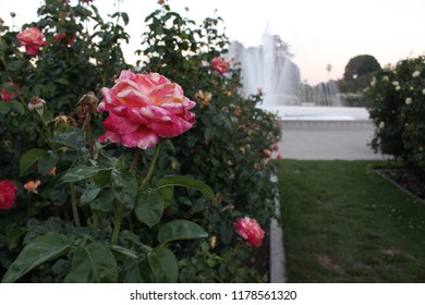 Exposition Park Rose Garden (Los Angeles)
