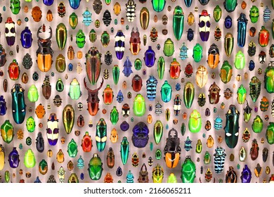Exposition of variety of colorful bugs on board under glass - Shutterstock ID 2166065211