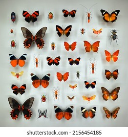 Exposition of variety of dead butterflies and bugs on board under glass - Shutterstock ID 2156454185