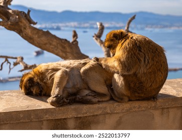 Exposure done on the Upper Rock of Gibraltar, of wild monkey, a tailless monkey called Barbary Macaque