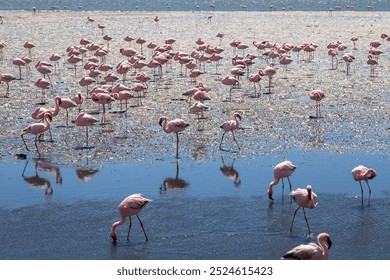 Exposure of a flamingo flock in the salt pans of Walvis Bay, Namibia, Africa - Powered by Shutterstock