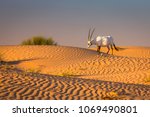 Exposure of Oryx over the dunes of the Dubai Desert Conservation Area done at sunset.