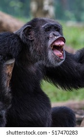 15,586 Smiling Chimpanzee Images, Stock Photos & Vectors | Shutterstock