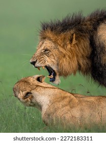 Expression of intimacy
Lion Mating