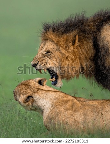 Expression of intimacy
Lion Mating