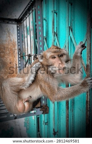  the expression of lust on a monkey's face                              