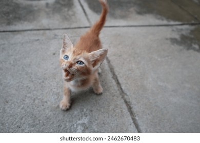 Expression of an orange kitten