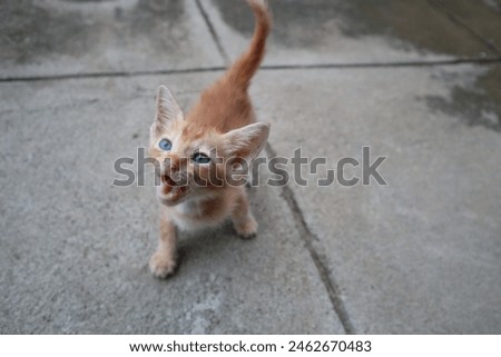 Expression of an orange kitten