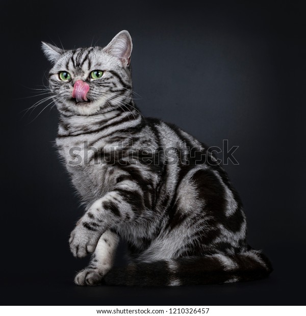 Expressive Black Silver Tabby Blotched British Stock Photo Edit