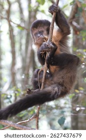 An expressive capuchin monkey perched on a branch in a forested enclosure at Monkeyland Primate Sanctuary, Plettenberg Bay, South Africa — showcasing playful and curious behavior.