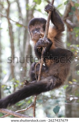 An expressive capuchin monkey perched on a branch in a forested enclosure at Monkeyland Primate Sanctuary, Plettenberg Bay, South Africa — showcasing playful and curious behavior.