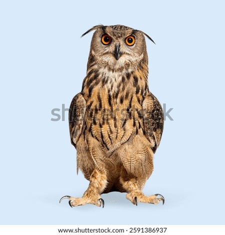 Expressive Eurasian Eagle-Owl, Bubo bubo, looking at the camera, posing on a light blue background