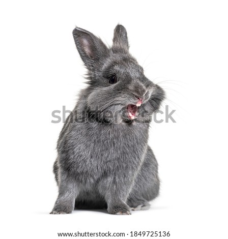 Expressive Grey young rabbit standing in front, isolated, making a face