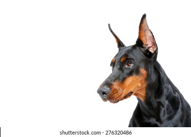 Expressive look. Close up of doberman pinscher on white isolated background looking aside.