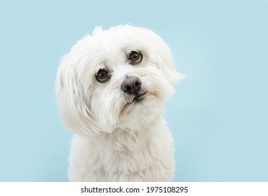 Expressive Maltese Dog Looking With Sad Eyes. Isolated On Blue Background.