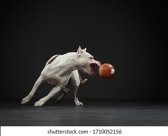 Expressive pit bull terrier catches the ball. Active dog in the studio, action.