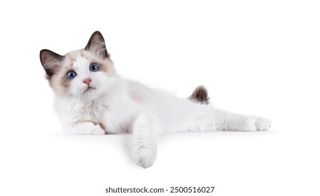 Expressive Ragdoll cat kitten, laying down side ways on edge. Looking towards camera with blue eyes. Isolated on a white background. - Powered by Shutterstock