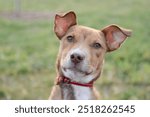 Expressive rescue dog with floppy ears