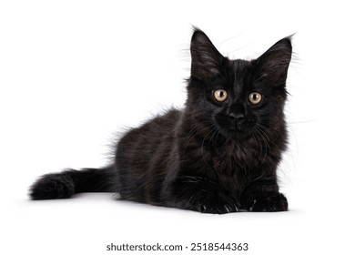 Expressive solid black Maine Coon cat kitten, lying down facing front. Looking straight to camera. Isolated on a white background. - Powered by Shutterstock