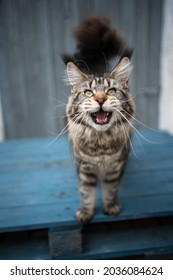 expressive tabby maine coon cat with long ear tips and whiskers looking at camera meowing with mouth open