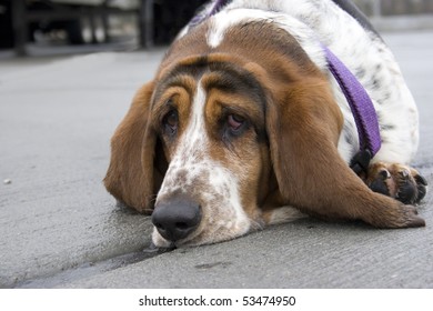 Expressive Tricolor Basset Hound Laying Down Looking Sad